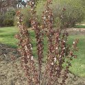 Prunus x blireana P6